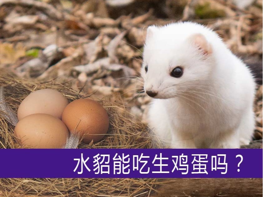 水貂能吃生雞蛋嗎？【康地恩養(yǎng)貂】