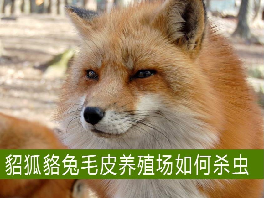 貂狐貉兔等毛皮養(yǎng)殖場(chǎng)如何殺蟲(chóng)？【康地恩特養(yǎng)】