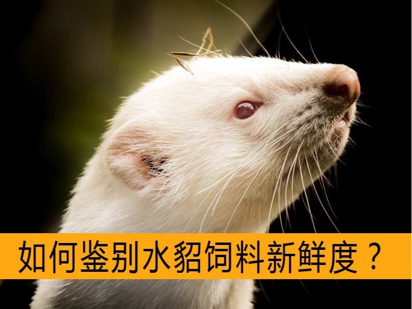 如何鑒別水貂飼料新鮮度？【康地恩毛皮飼養(yǎng)】