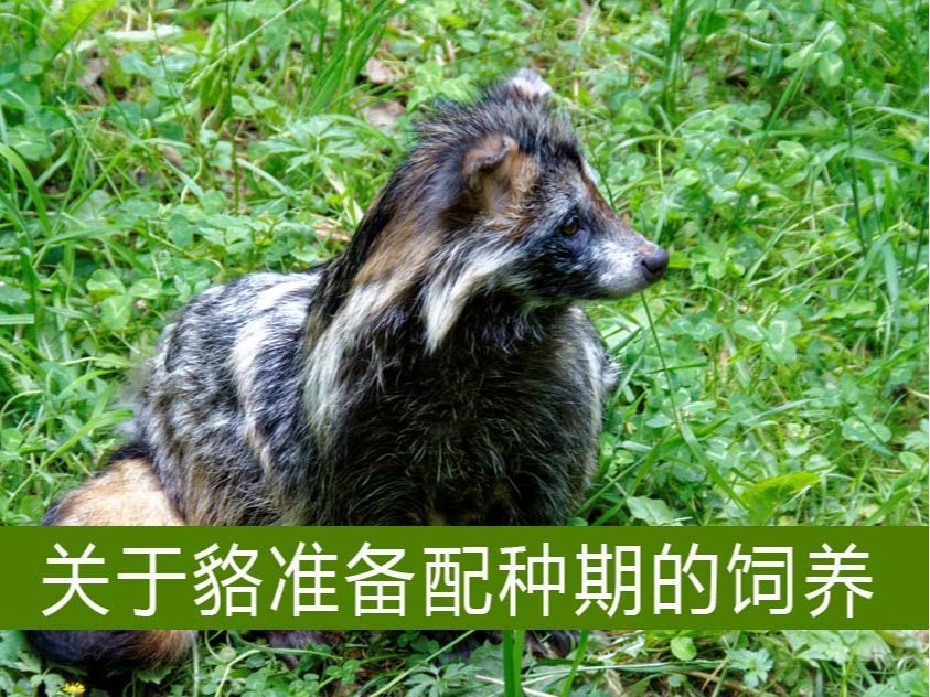 關(guān)于貉準(zhǔn)備配種期的飼養(yǎng)【康地恩毛皮動物養(yǎng)殖】