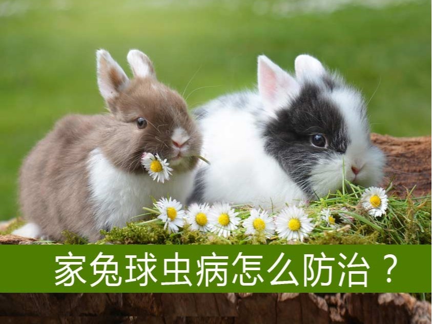 家兔球蟲病怎么防治？【康地恩特養(yǎng)】