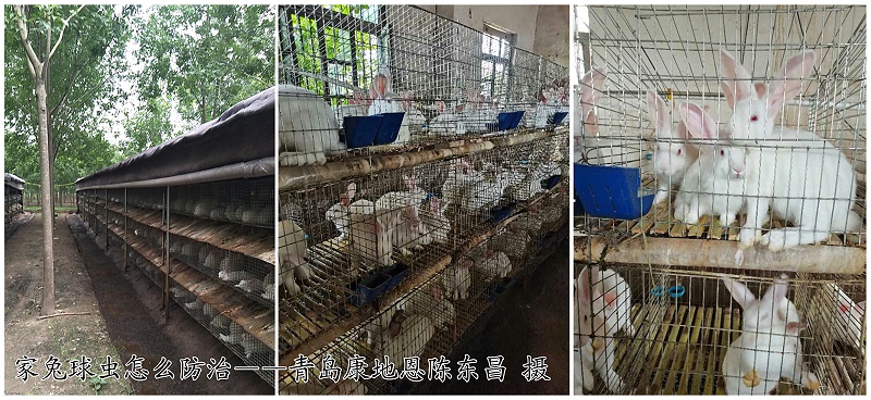 家兔球蟲病怎么防治？【康地恩特養(yǎng)】