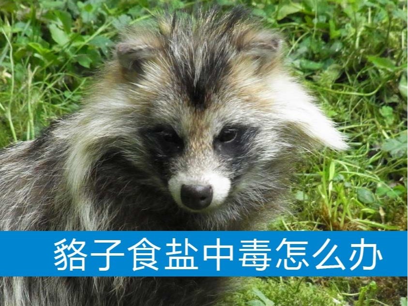 貉子食鹽中毒怎么辦？【康地恩養(yǎng)貉】