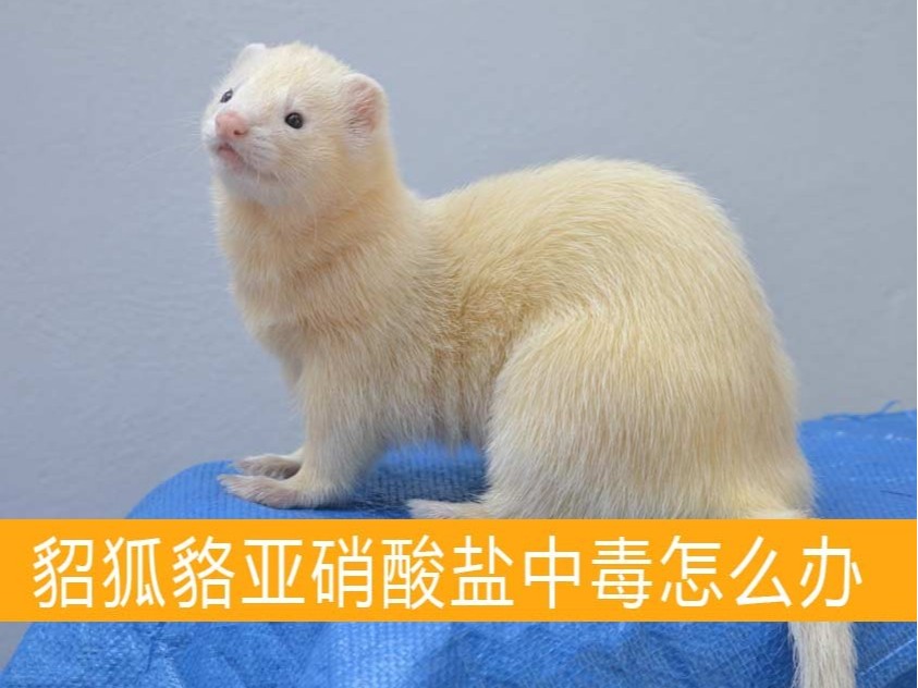 貂狐貉亞硝酸鹽中毒怎么辦？