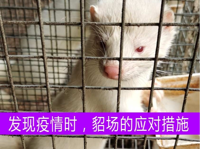 發(fā)現(xiàn)疫情時(shí)，貂場(chǎng)應(yīng)采取什么樣的應(yīng)對(duì)措施？【康地恩養(yǎng)貂】