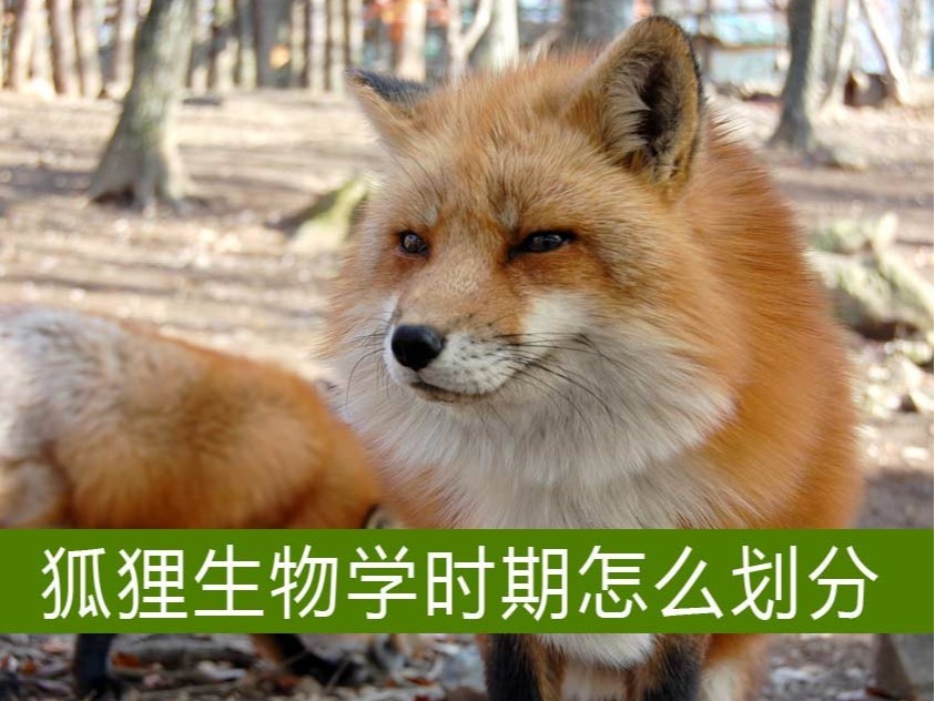 狐貍生物學(xué)時(shí)期怎么劃分？【康地恩毛皮養(yǎng)殖】