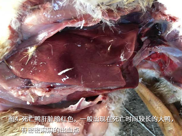 死亡鴨肝臟暗紅色，一般出現(xiàn)在死亡時(shí)間較長的大鴨，有密密麻麻的出血點(diǎn)