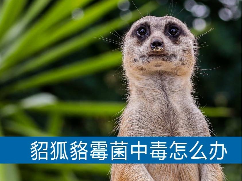水貂狐貍貉子霉菌中毒怎么辦？【康地恩養(yǎng)貉】