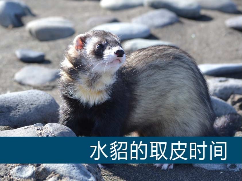 水貂的取皮時(shí)間【康地恩毛皮動(dòng)物養(yǎng)殖】