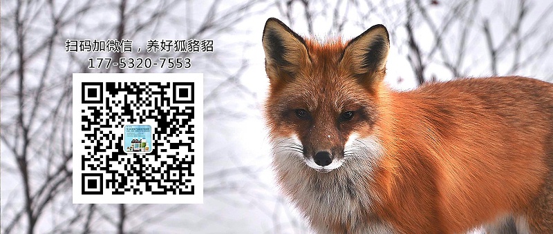 狐貍維生素A缺乏怎么辦？【康地恩貂狐貉飼養(yǎng)】