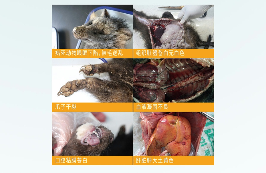 毛皮動(dòng)物的血蟲(chóng)病鹽酸多西環(huán)素可溶性粉青島康地恩專(zhuān)賣(mài)3 毛皮動(dòng)物的血蟲(chóng)病鹽酸多西環(huán)素可溶性粉青島康地恩專(zhuān)賣(mài)3