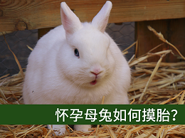 【康地恩養(yǎng)兔】懷孕母兔如何摸胎？